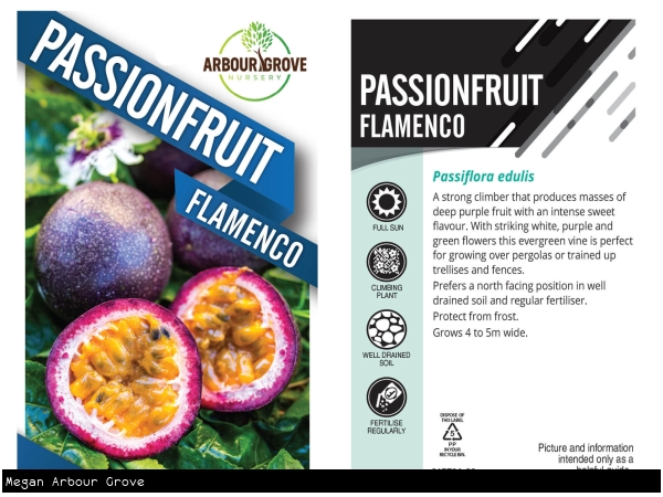 Pictorial for the Flamenco Passionfruit