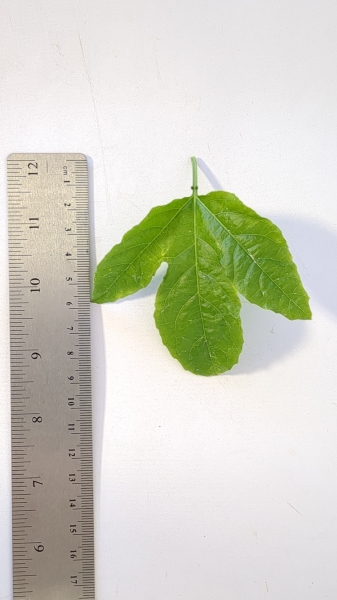 Leaf of the Passionfruit - Flamenco