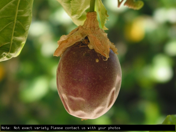 Passionfruit on the Vine By Not Exact variety