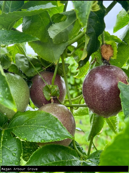 Ripe Passionfruit hanging on the vine ready to pick