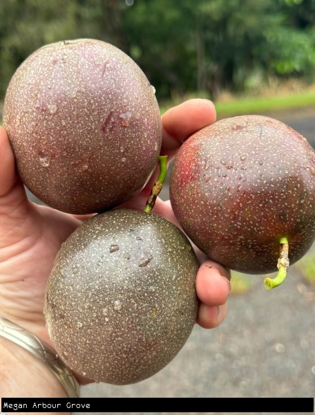 Large Passionfruit held in hand, ready to eat