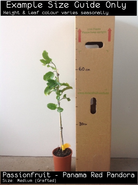Passionfruit - Panama Red Pandora For Sale (Size: Medium) (Grafted)