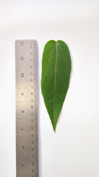 Leaf of the Passionfruit - Sweet Calabash
