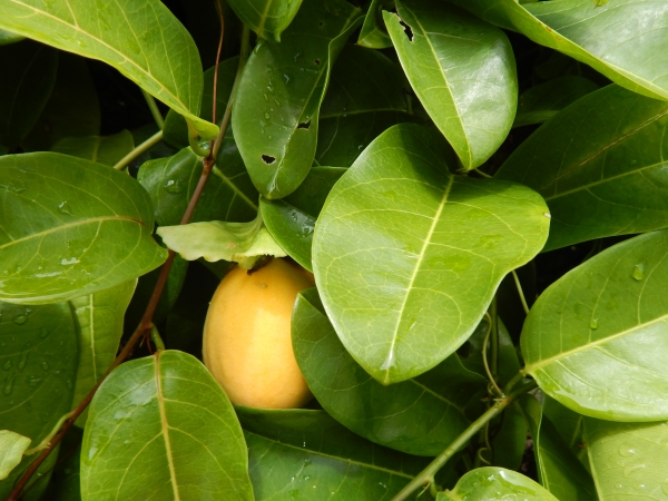 Passiflora laurifolia (Yellow water lemon, Jamaican lilikoi)