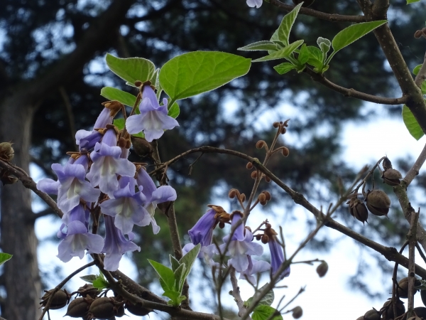 Paulownia Flowers