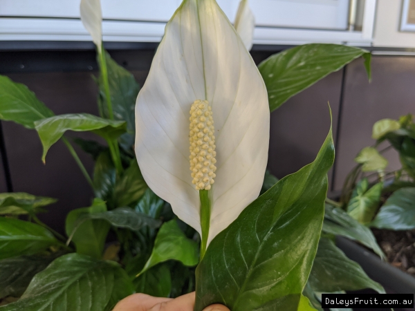 Peace Lily with vibrant white petals behind the striking seeds pot in the centre taken from a plant in a very small pot at Roma street parklands Brisbane QLD Australia