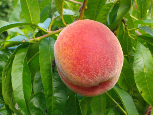 Peach Growing on Tree