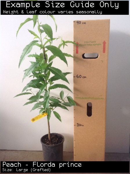 Peach - Florda prince For Sale (Size: Large) (Grafted)