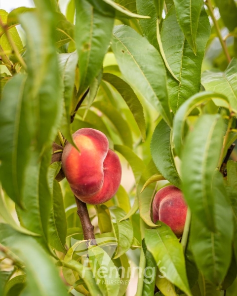 Peach OkeeDokee Orcino