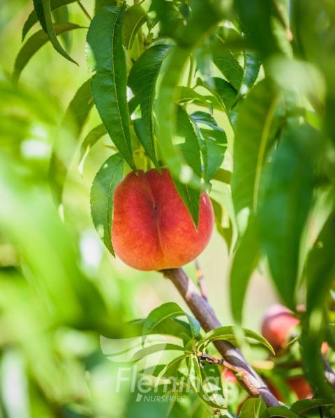 Peach OkeeDokee Orcino