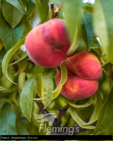 Peach OkeeDokee Orcino