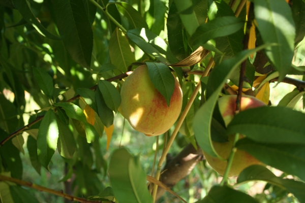 Peach with very light skin like Okinawa peach but not exact variety