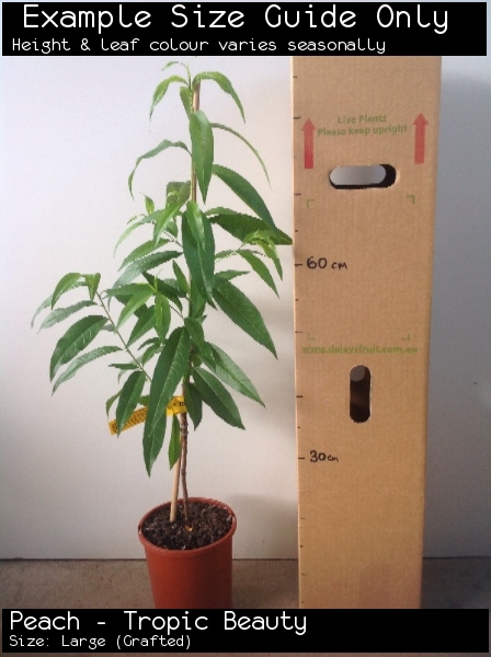 Peach - Tropic Beauty For Sale (Size: Large) (Grafted)