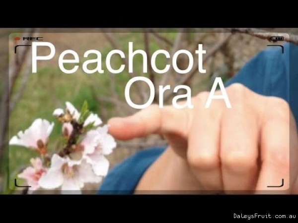 Peachcot Flowers