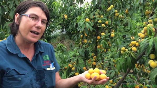 Remember to Thin your Fruit so you get Larger Fruit Tastes Like Apricot and Peaches mixed together