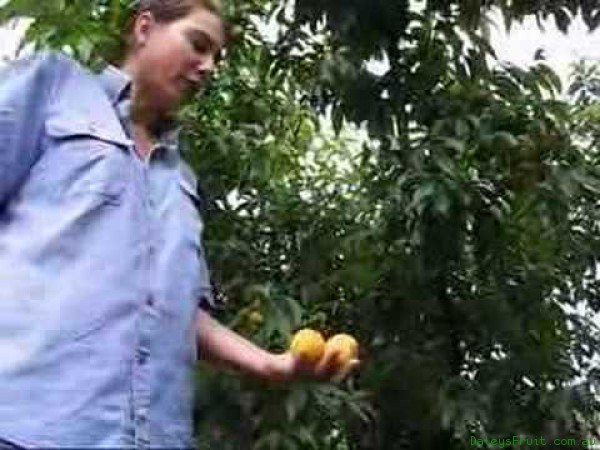 Peachcott is Peaches Apricots combined in taste