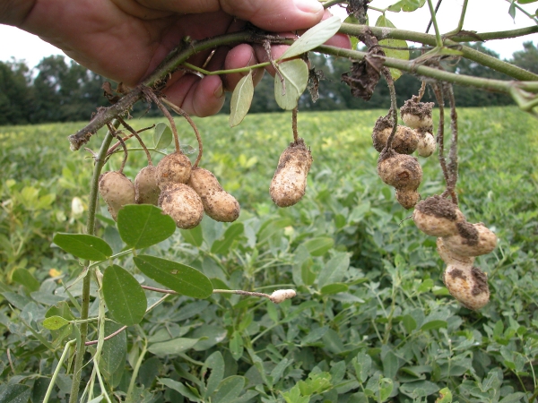 Growing Peanuts and picking them