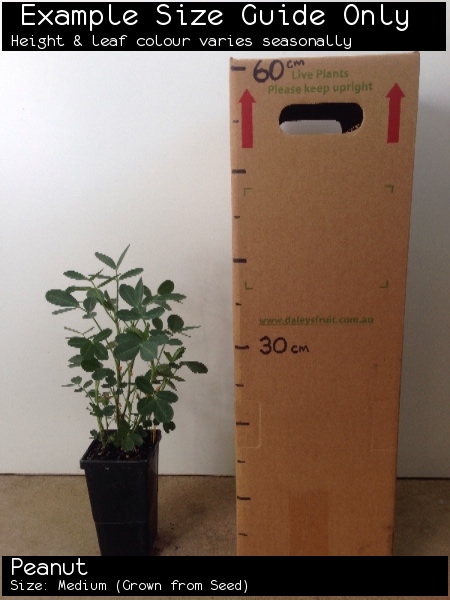 Peanut For Sale (Size: Medium) (Grown from Seed)