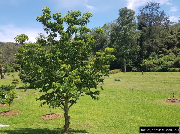 Young Peanut tree in flush of growth