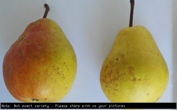 Pears General variety