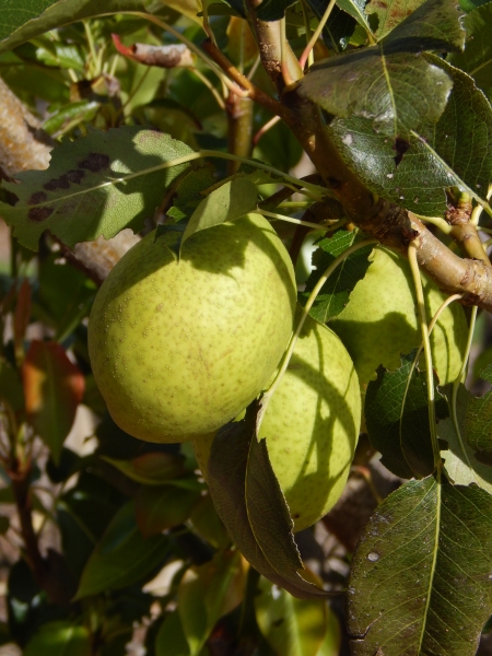 Pear Hood