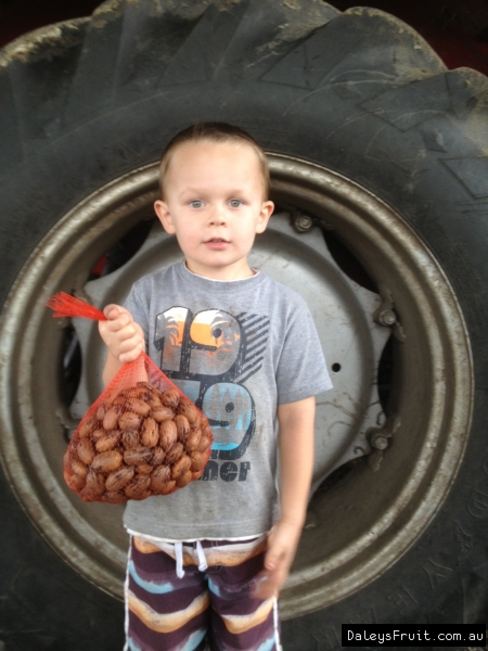 Pecan Nuts Hunter holding 1kg