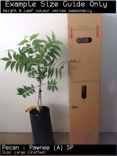 Pecan - Pawnee (A) SP For Sale (Size: Large) (Grafted)