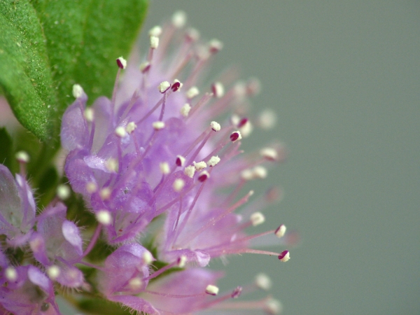 Pennyroyal Mentha pulegium Flowering up close