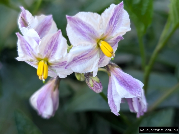 Pepino Flowers