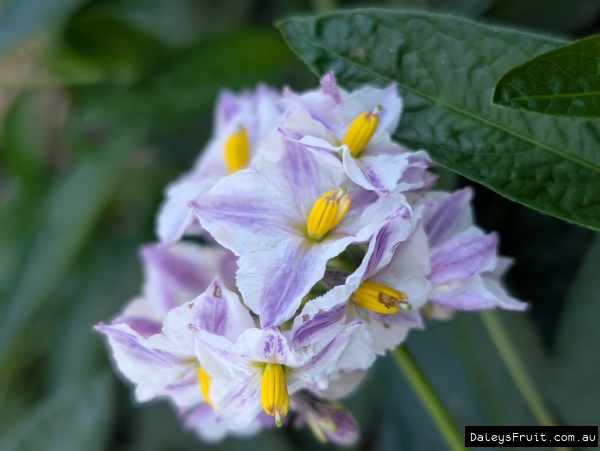 Flowers of Pepino plants
