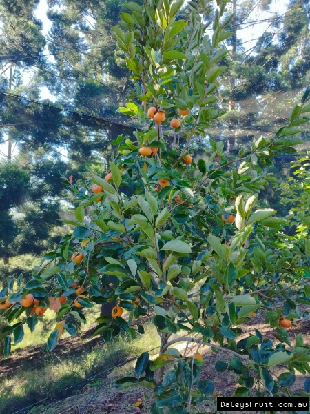 Persimmon Tree fruiting heavily