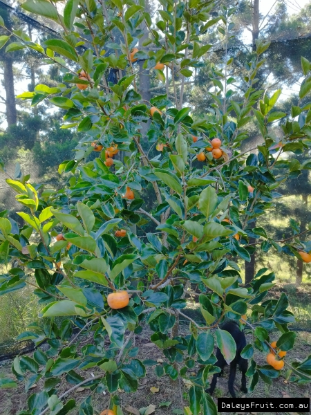 Persimmon Tree fruiting heavily