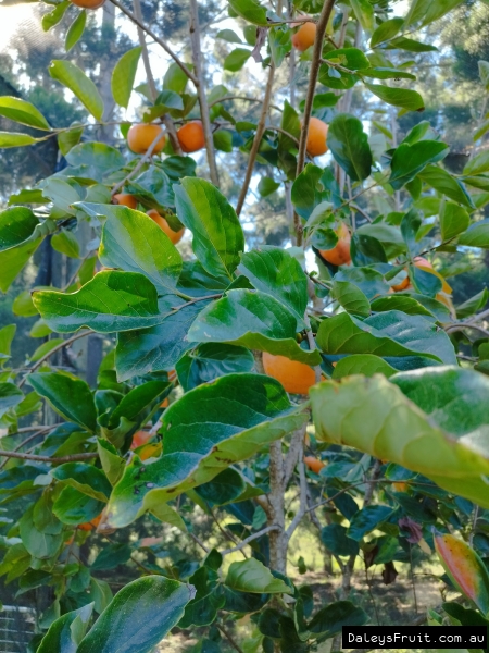 Persimmon Tree fruiting heavily