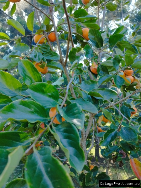 Persimmon Tree fruiting heavily