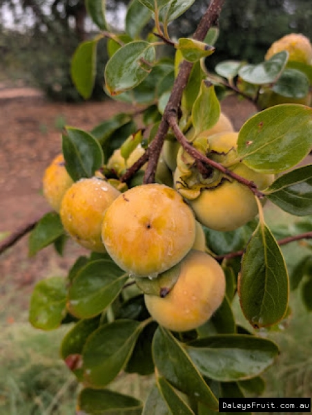 Tsurunoko Chocolate Persimmon growing in Adelaide region
