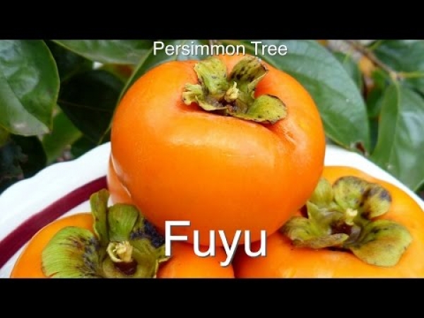 Growing a grafted Persimmon Fruit Tree