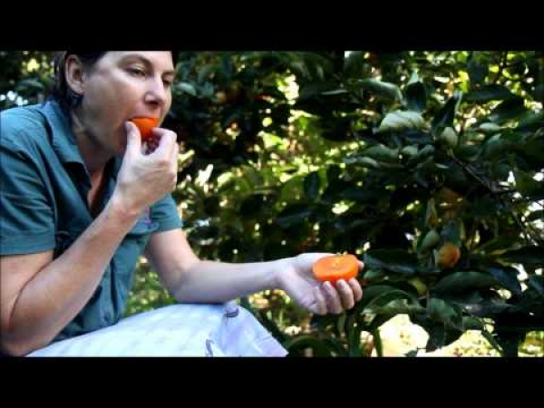 Flat Seedless Persimmon Fruit Trees