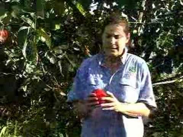 Persimmon Hachiya Grafted Fruit Trees