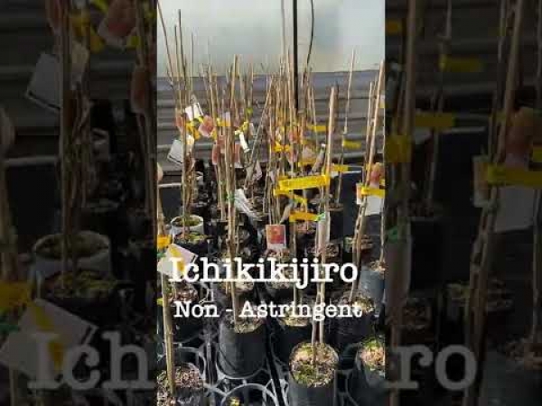 YouTube Shorts: Persimmon Fruit Trees Astringent vs Non Astringent varieties. Winter to Early Spring is the best time to plant them.