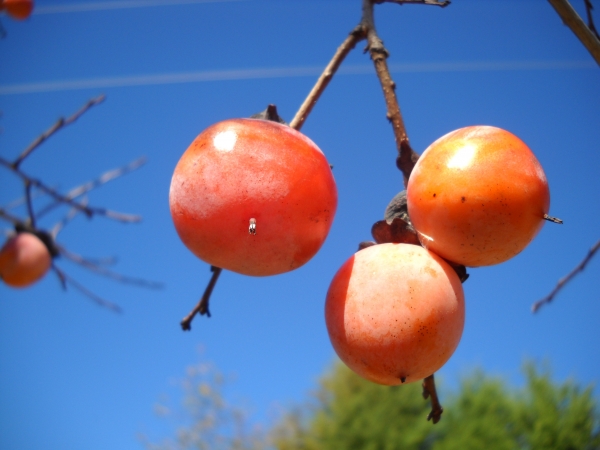 Persimmon Growing on Fruit Trees