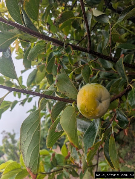 Ripening Flat Seedless Persimmon fruit