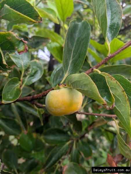 Ripening Flat Seedless Persimmon fruit