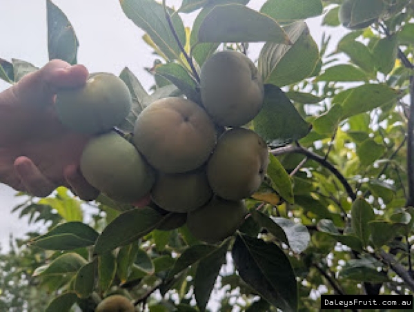Ripening bunch of flat seedless persimmon fruits clustered on a branch