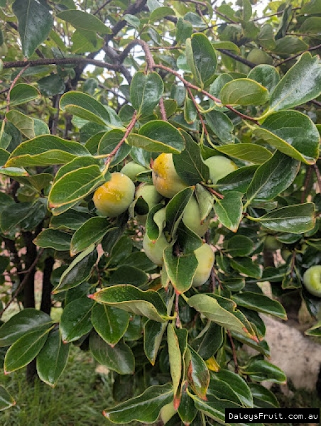 Colour developing on flat seedless persimmons