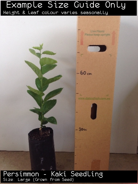 Persimmon - Kaki Seedling For Sale (Size: Large) (Grown from Seed)