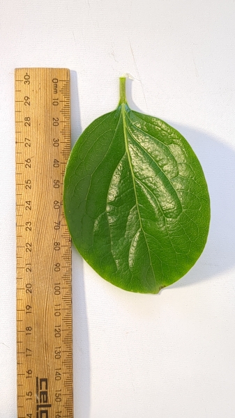 Leaf of the Persimmon - Rojo (A)