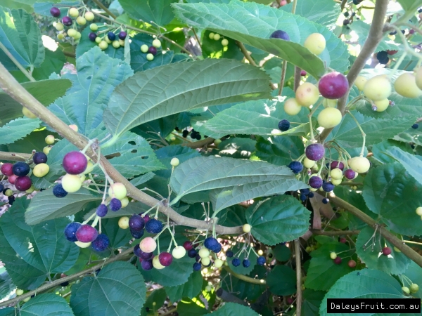 Phalsa shrub in fruit