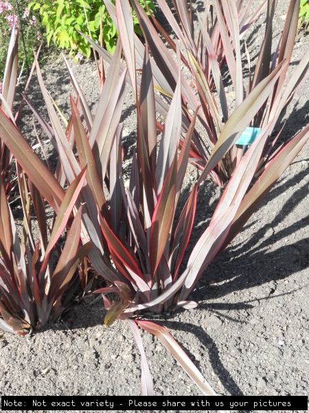 Phormium tenax