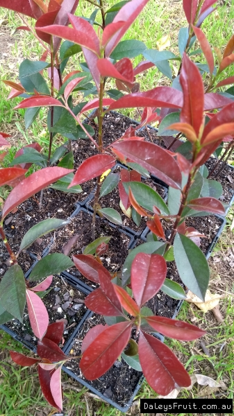 Shows the bright red new foliage that this plant is famous for