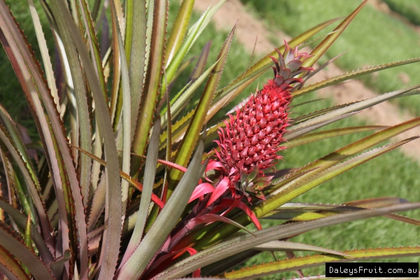 How to Make Pineapple Flowers - Black Food Bloggers Club by The Blenderist